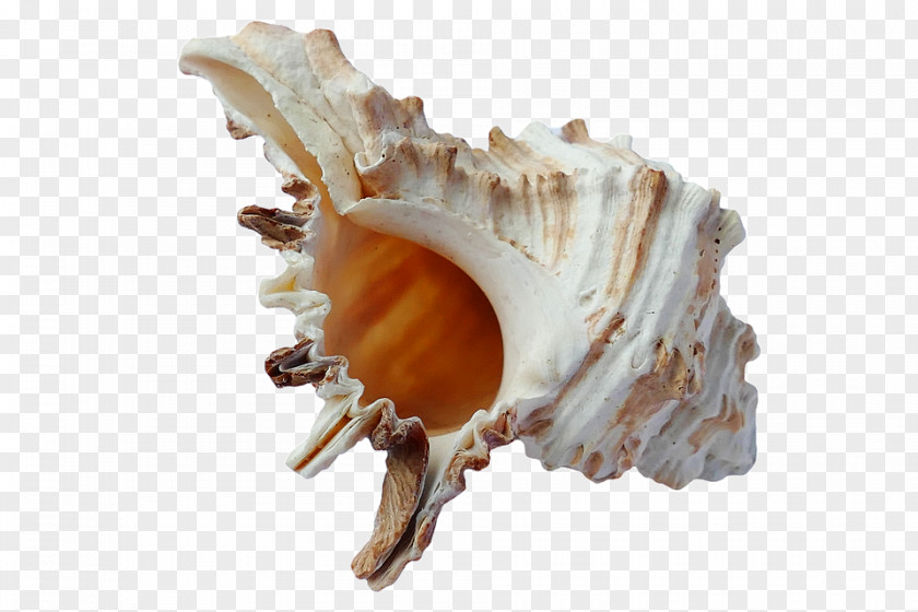 Seashell Mussel Scallop PNG