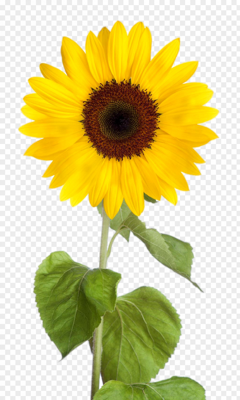 Sunflower Leaf Common Desktop Wallpaper Clip Art PNG