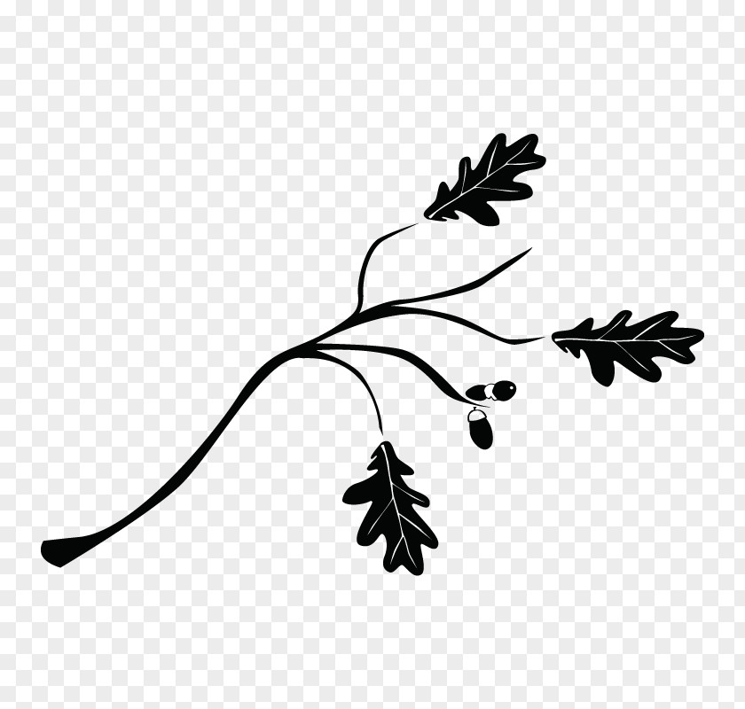 Tree Twig Branch Drawing Shrub PNG