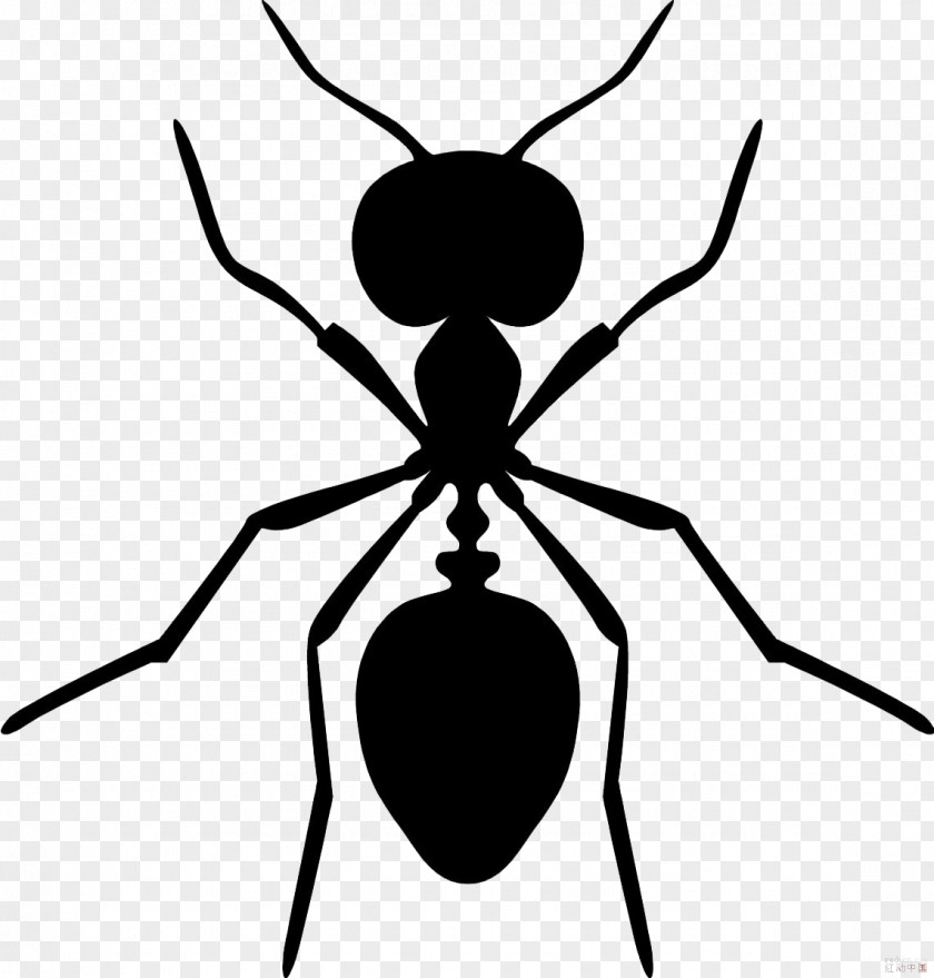 Black Ants Everybody Sees The Carpenter Ant Garden Pest Control PNG