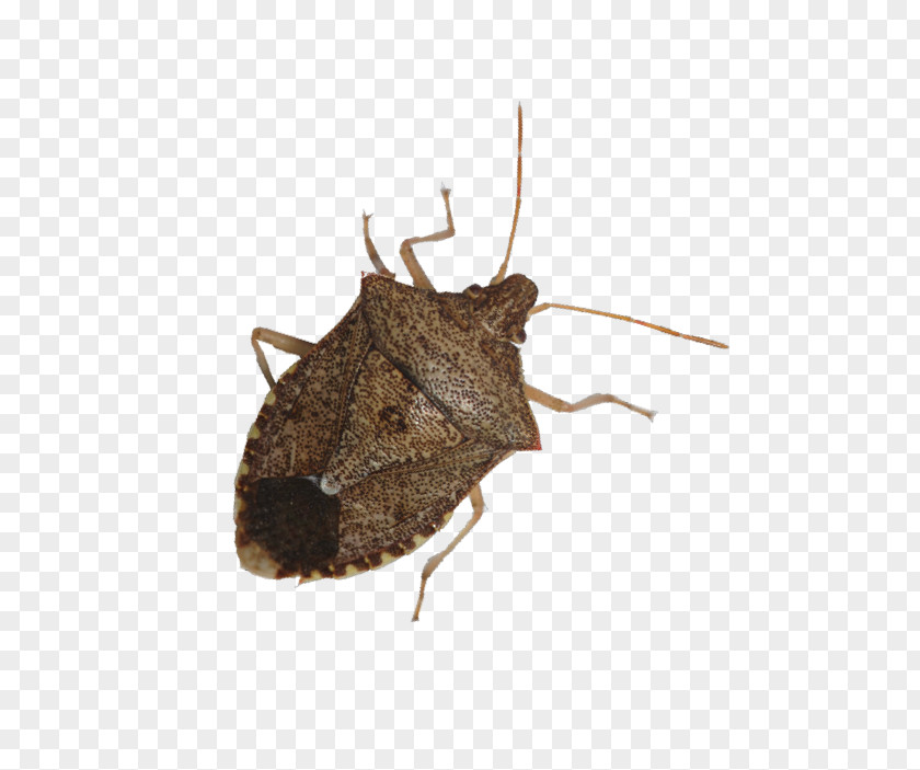 Bugs Beetle Brown Marmorated Stink Bug True Nysius Pest PNG