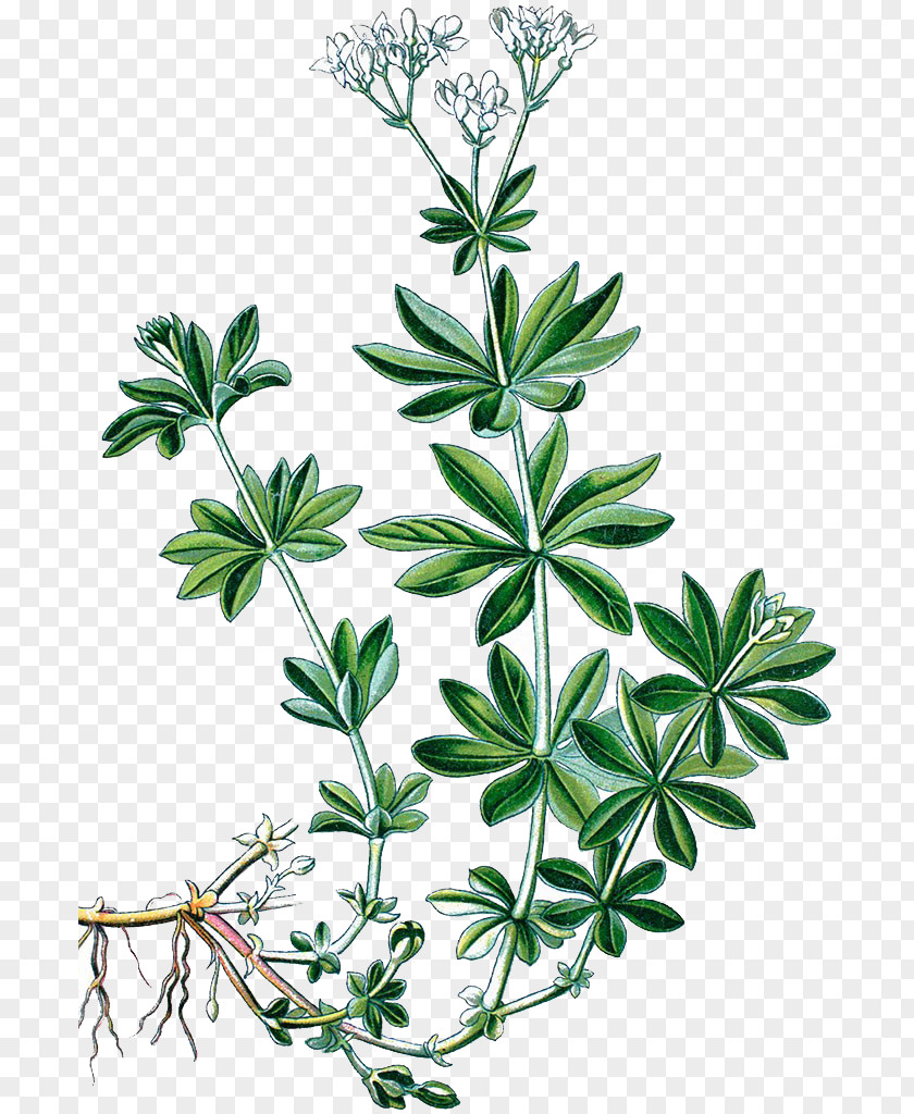 Car Leaves Grass Hand Painted Sweetscented Bedstraw Heath Cleavers Galium Pumilum Verum PNG