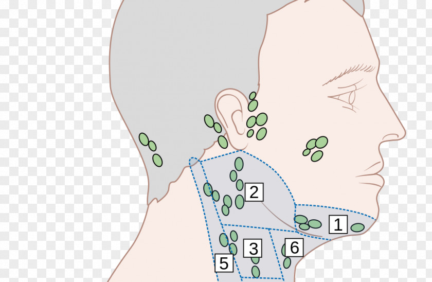 Ear Head And Neck Anatomy Diagram Lymph Node PNG