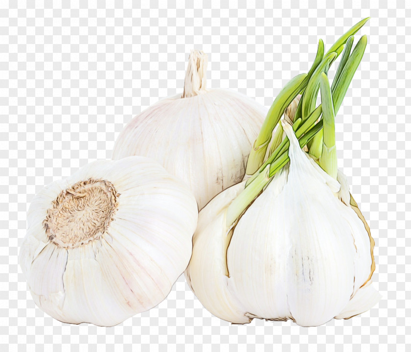 Onion Ingredient Garlic Elephant Vegetable Food Plant PNG