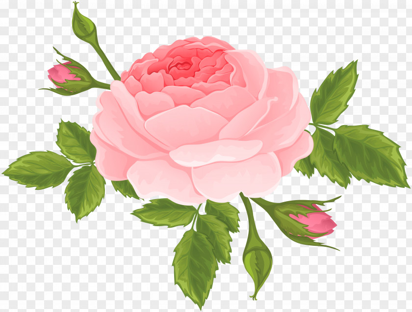 Pink Rose With Buds Clip Art Image Garden Roses Centifolia PNG