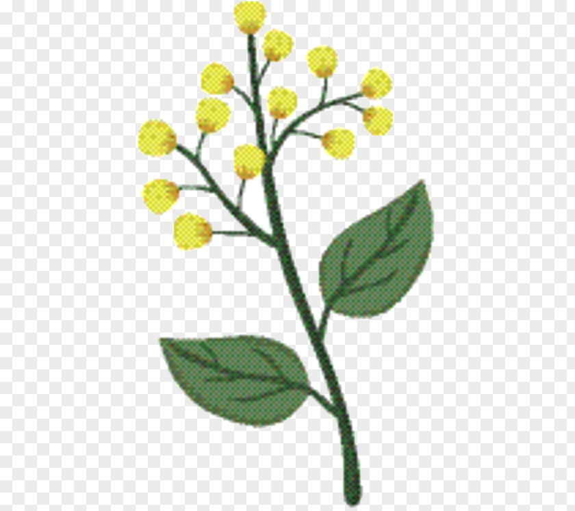 Tanacetum Balsamita Plant Flower Field PNG