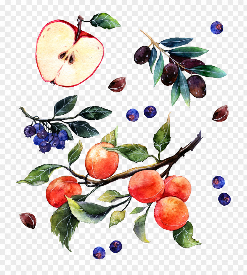 Watercolor Apple Grapes And Oranges Painting Illustrator Poster Illustration PNG