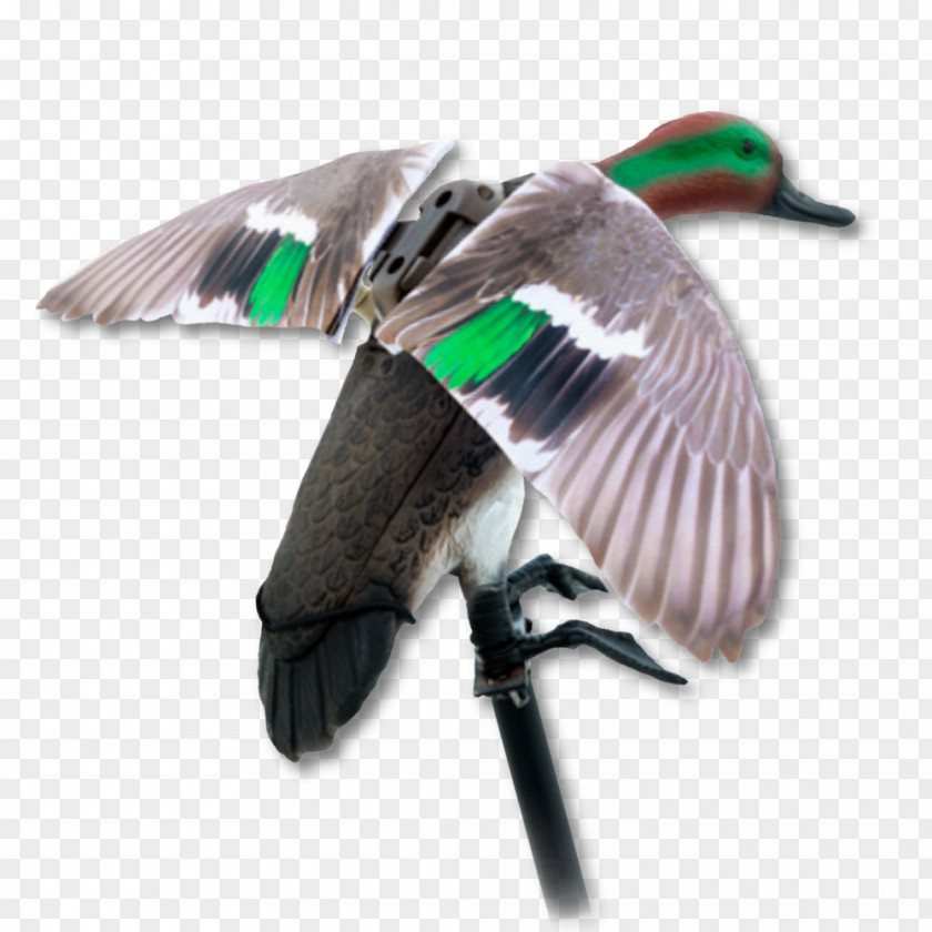 Duck Hunting Mallard Goose Feather Beak PNG