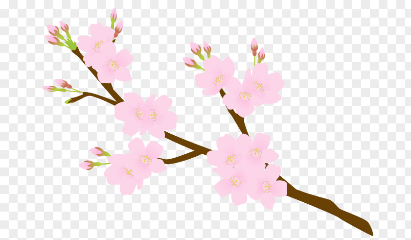 Flora Fauna Serenella Cherry Blossom Flower Petal Floral Design PNG