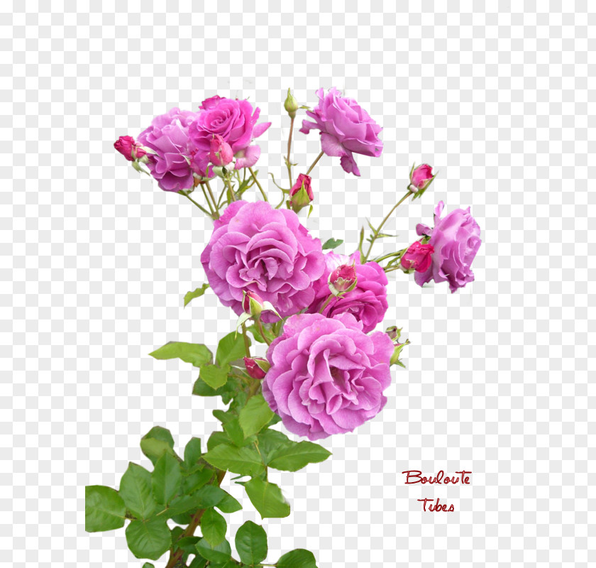 Flower Garden Roses Cabbage Rose China French Floribunda PNG