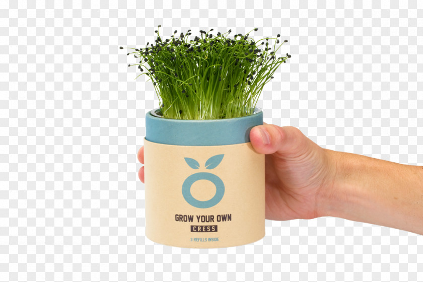 Hands Cupped Buzzy Kweekset Spruitgroente Sprouting Beer Flowerpot Product PNG