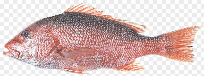 Sole Red Seabream Fish Snapper Products PNG