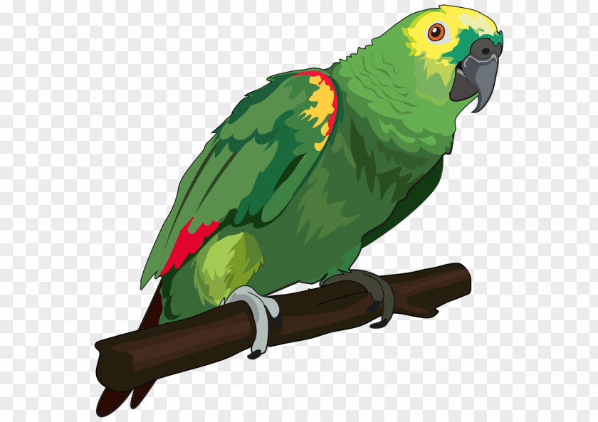 Bird True Parrot Vertebrate Animal Color PNG