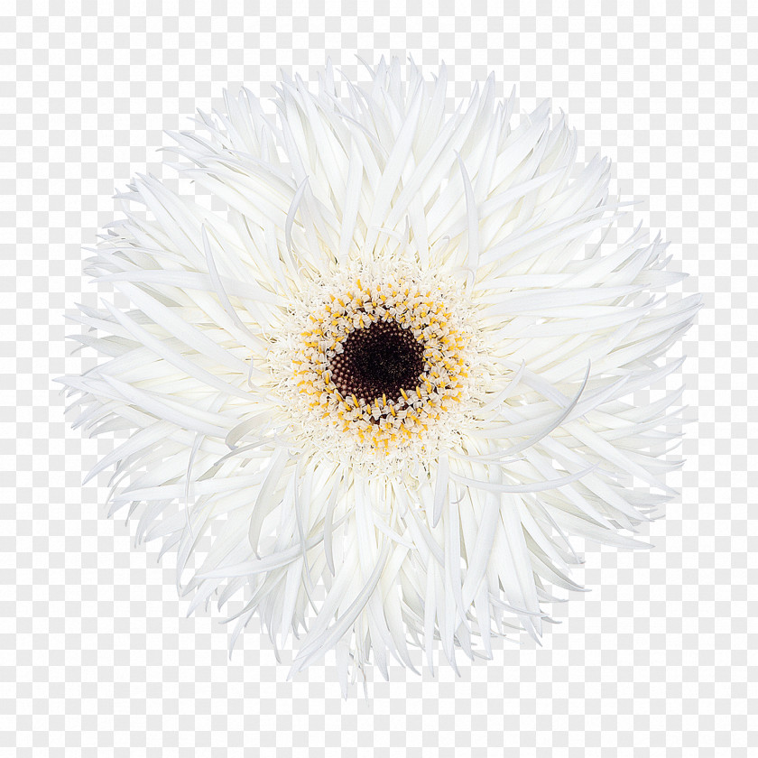 Chrysanthemum Transvaal Daisy Oxeye Cut Flowers Family PNG