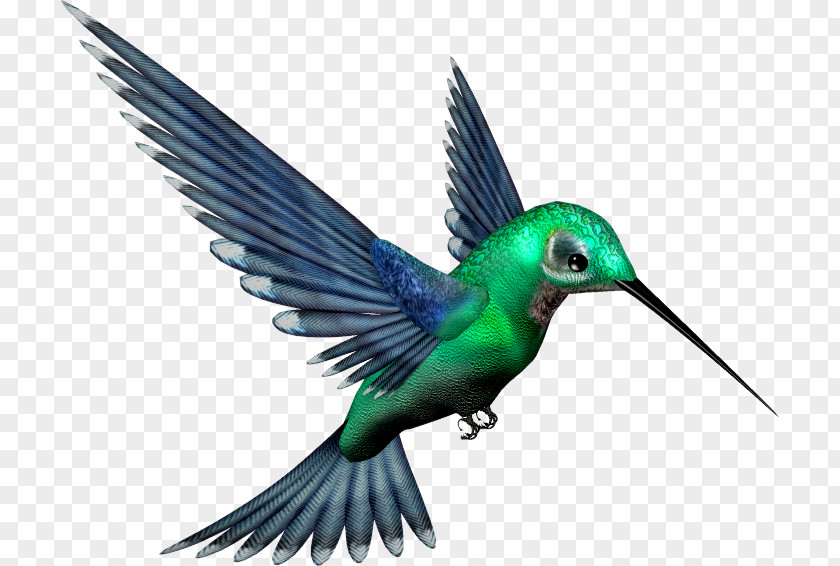 Flor Hummingbird Clip Art PNG