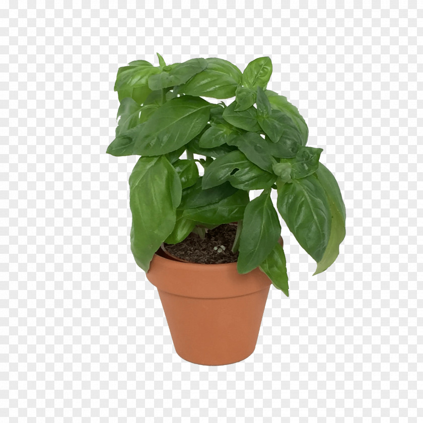 Herb MINI Cooper Basil Plant PNG