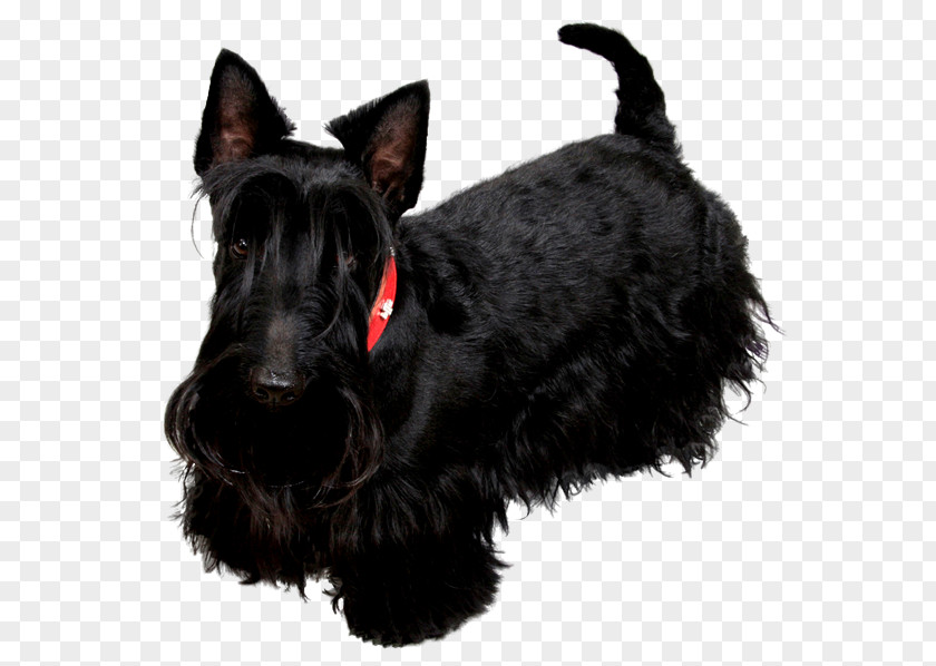 Hunde Scottish Terrier Miniature Schnauzer Black Russian Poodle Labrador Retriever PNG