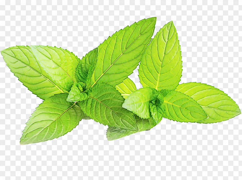 Perennial Plant Ocimum Tenuiflorum Mint Leaf PNG