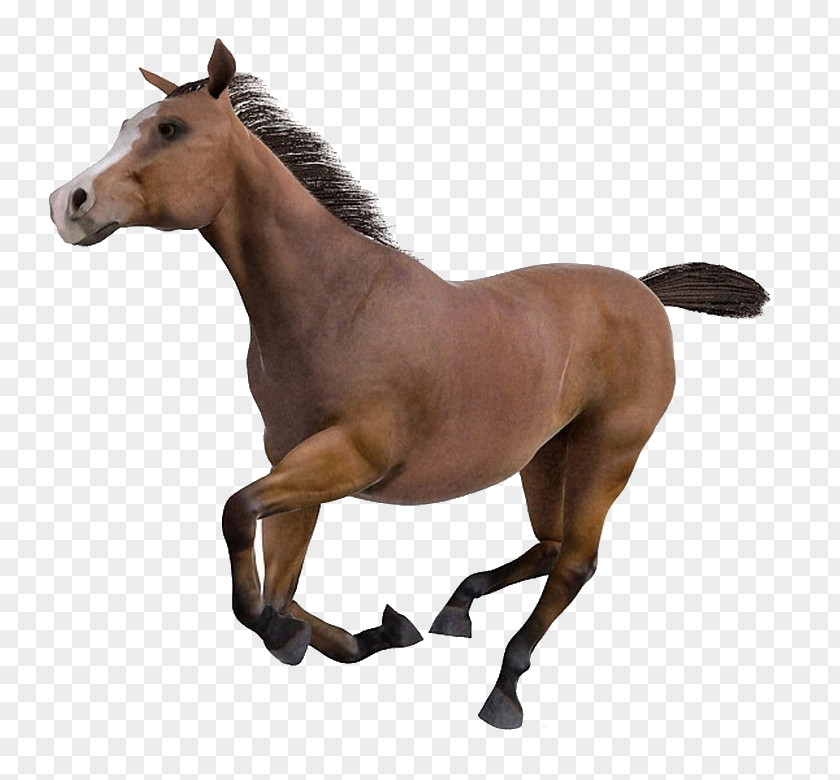 Run A Horse Cinema 4D Wavefront .obj File FBX Texture Mapping PNG