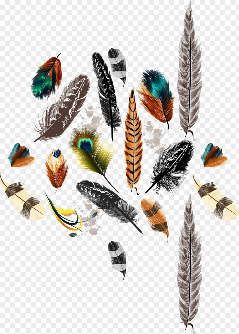 Vector Feather Bird Drawing Color PNG