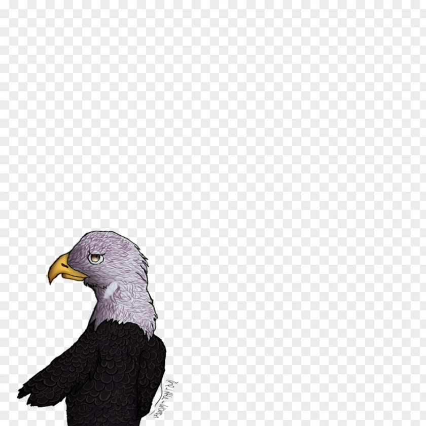 Eagle Bald Beak PNG