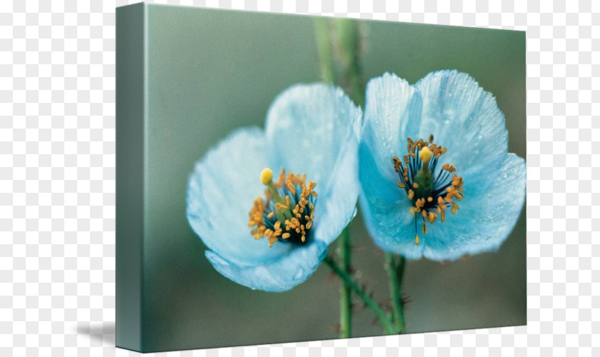 Flower Meconopsis Betonicifolia Poppy Seed Color PNG