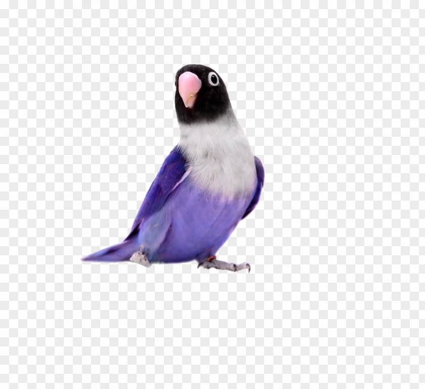 Purple Parrot Yellow-collared Lovebird Rosy-faced Turquoise-fronted Amazon PNG