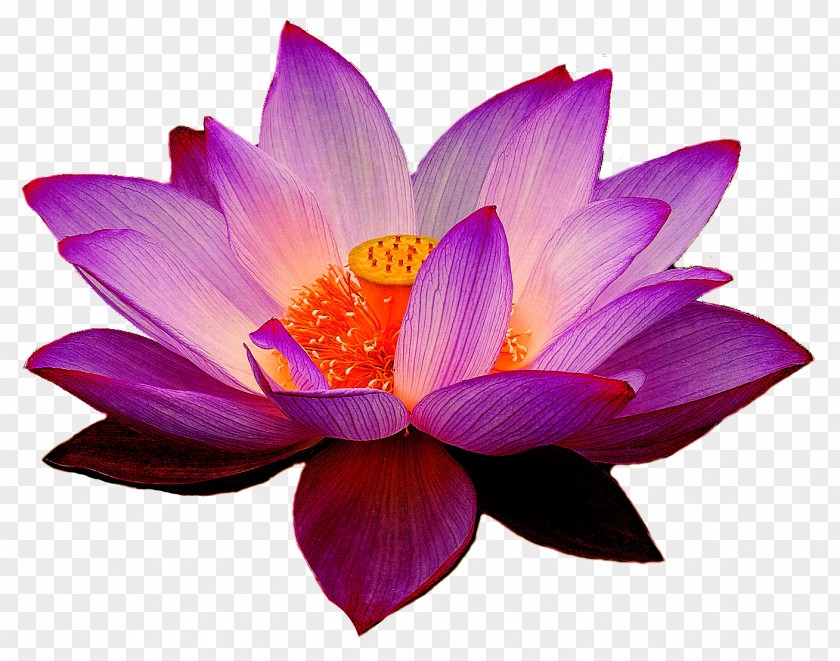 Waterlily Nelumbo Nucifera Lotus Yoga Fit Flower Clip Art PNG