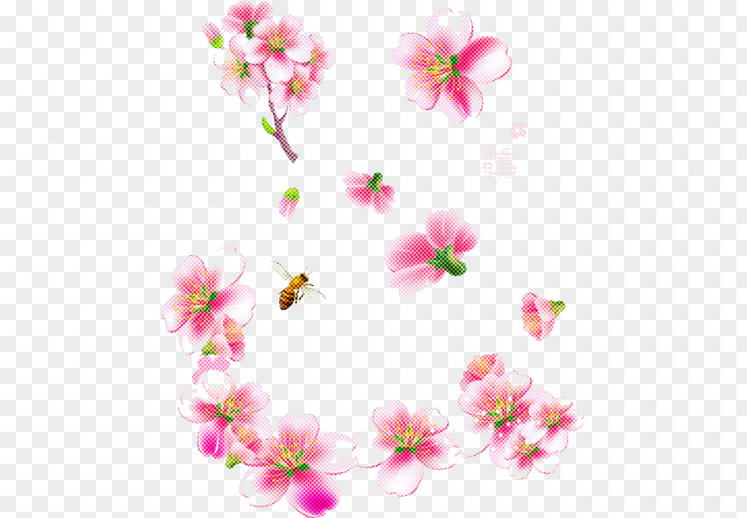 Cherry Blossom PNG