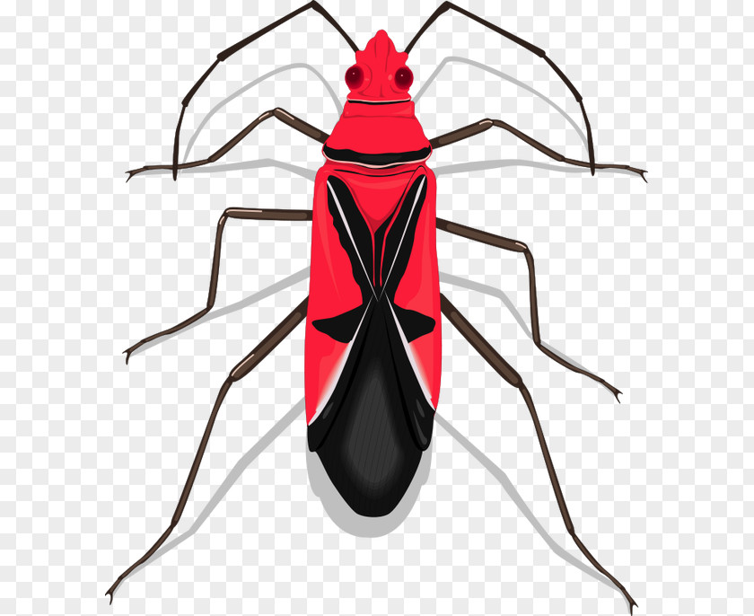 Insect Vector Graphics Clip Art Image PNG