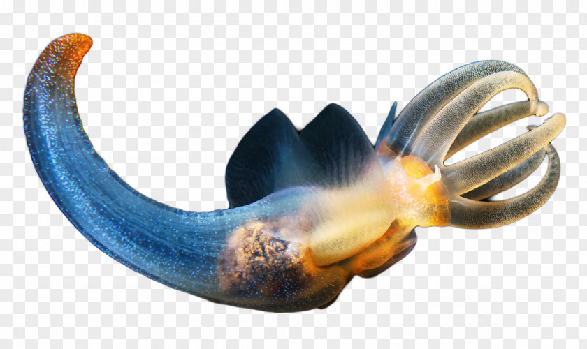 Sea World Ocean Deep Creature Clione Limacina Pteropoda Helicina PNG