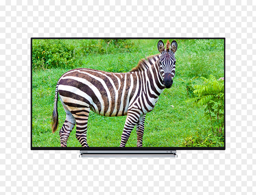 Ultra-high-definition Television Toshiba U5766DB 4K Resolution PNG