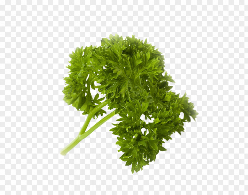 Vegetable Parsley Food Sustainable Living Center Juice PNG