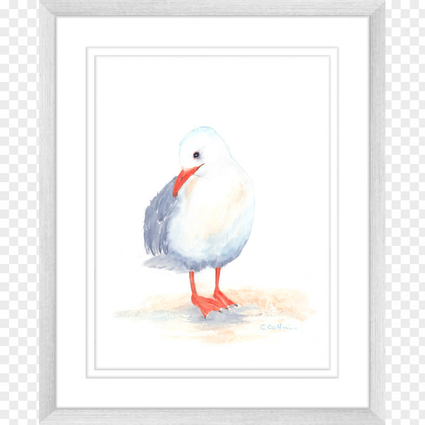 Duck Gulls Seabird Fauna Watercolor Painting PNG