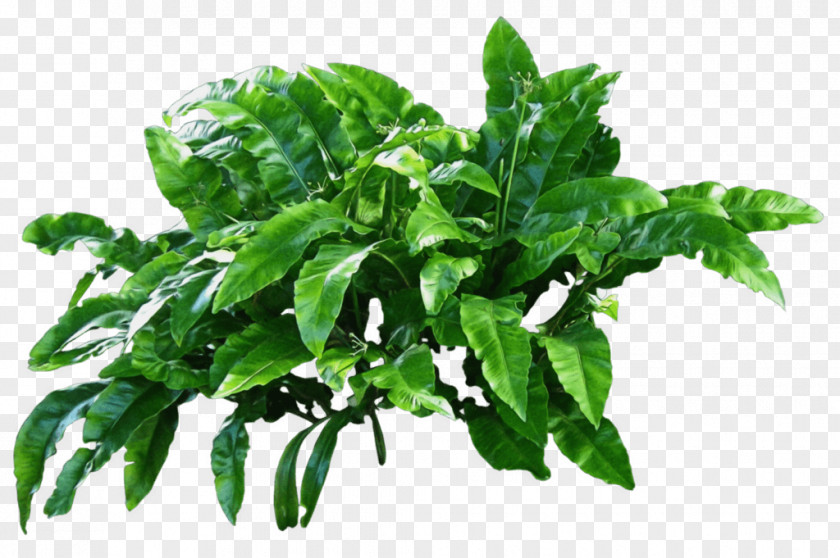 Green Plants Plant Leaves Clip Art PNG