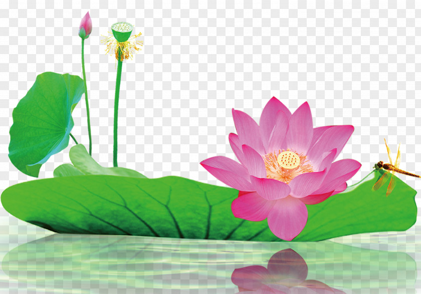 Lotus Material Download Information Computer File PNG