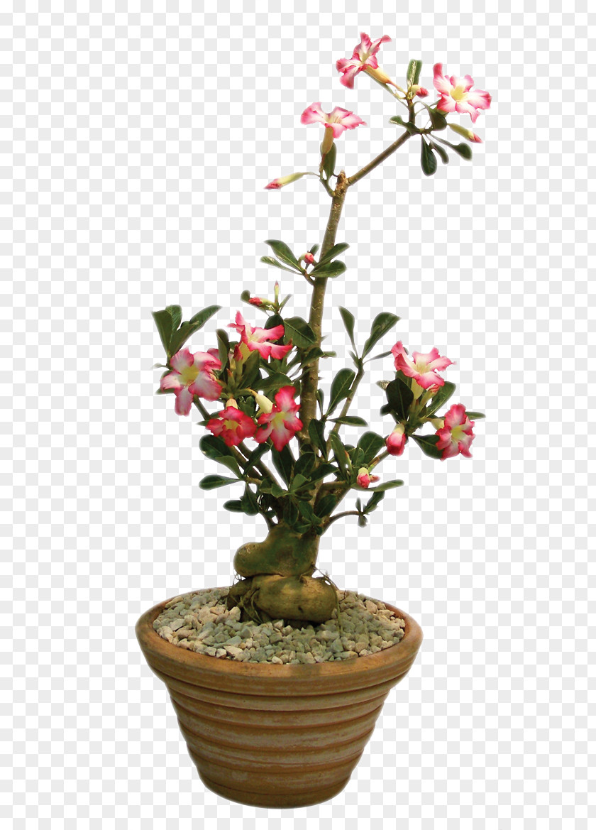 Monstera Plant Rose Shrub Adenium Obesum Flower PNG