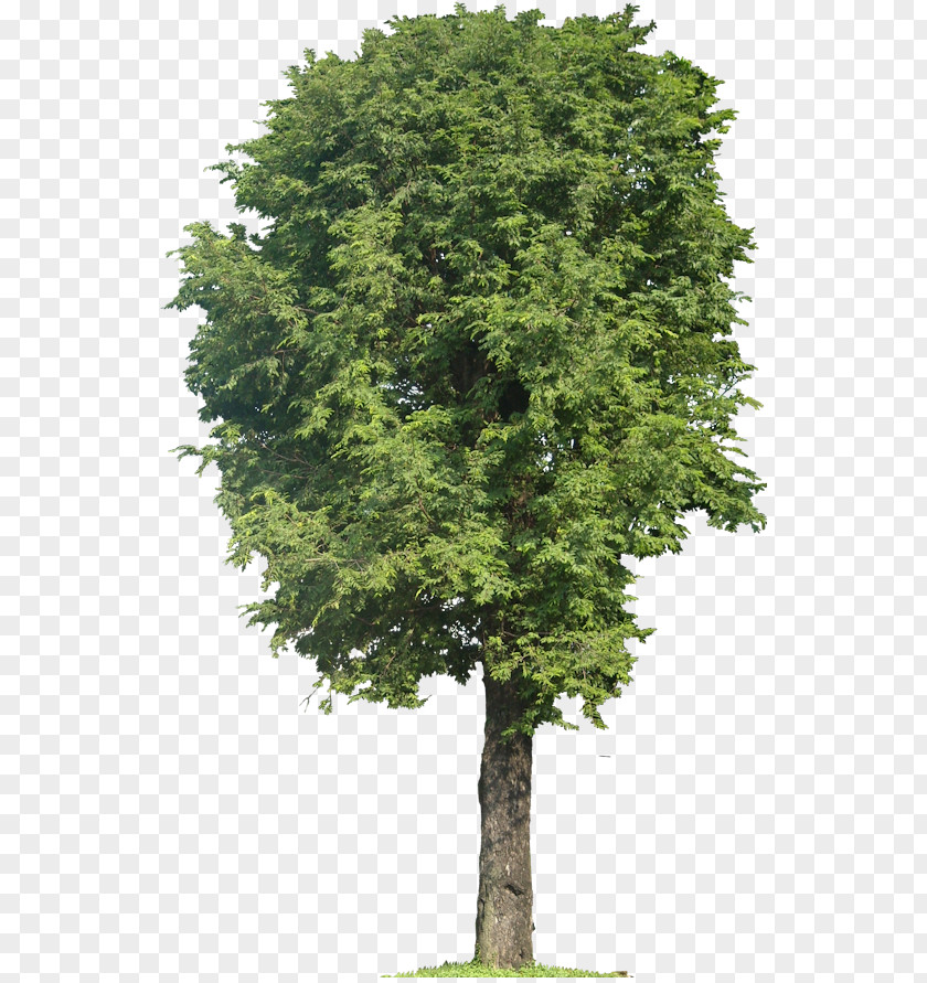 Tamarind Tree Weeping Fig Branch PNG