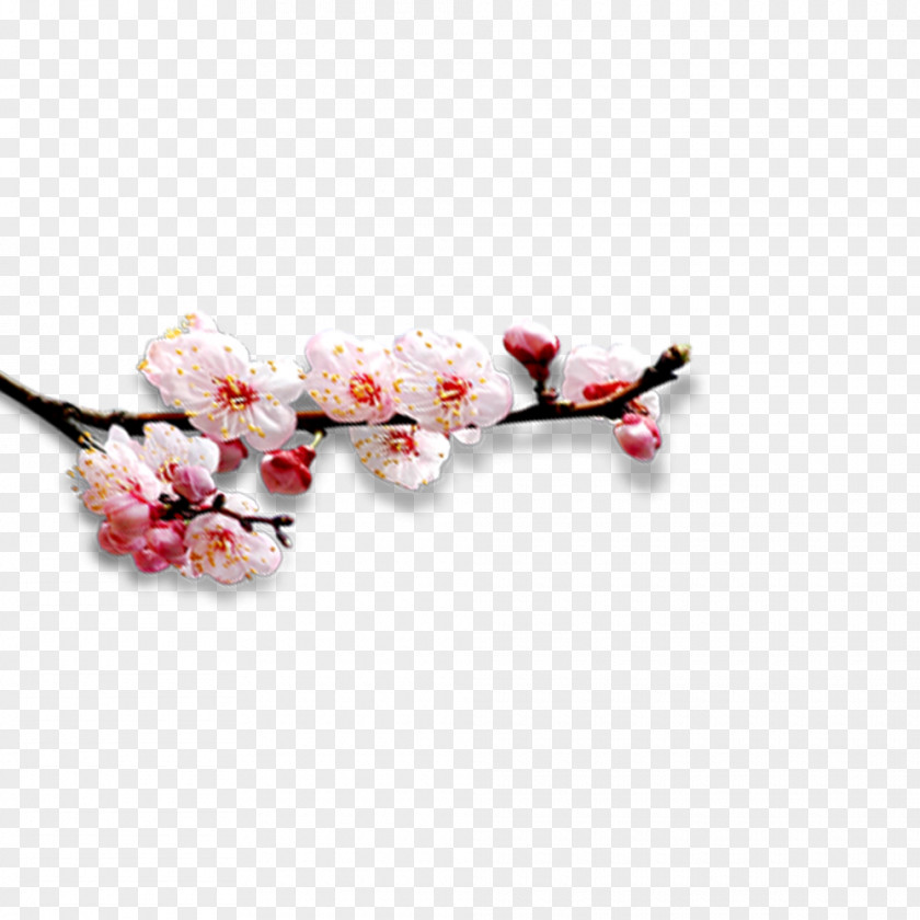 Blooming Peach Branches Designer PNG