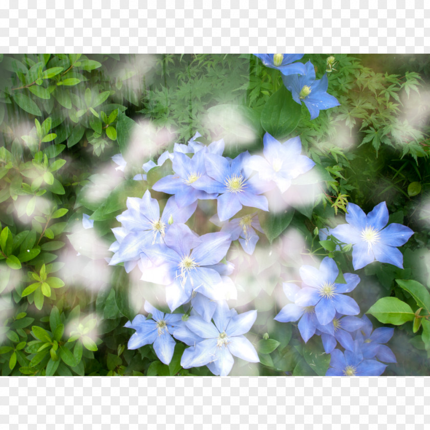 Japan Hydrangea Things Not Seen Larkspur PNG