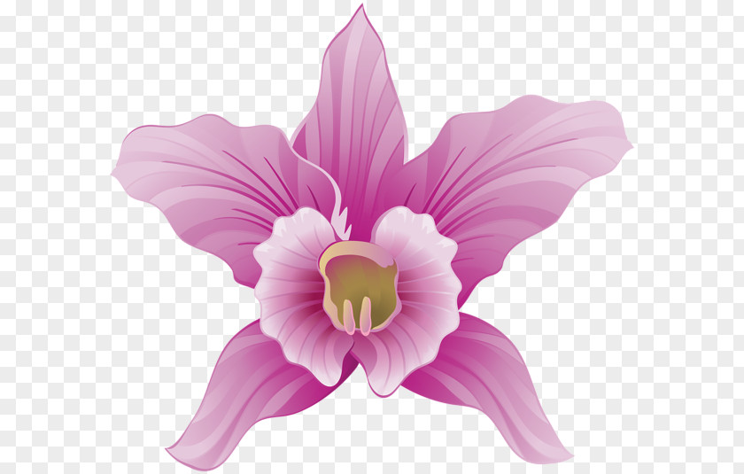 Orchid Flower Orchids Clip Art PNG