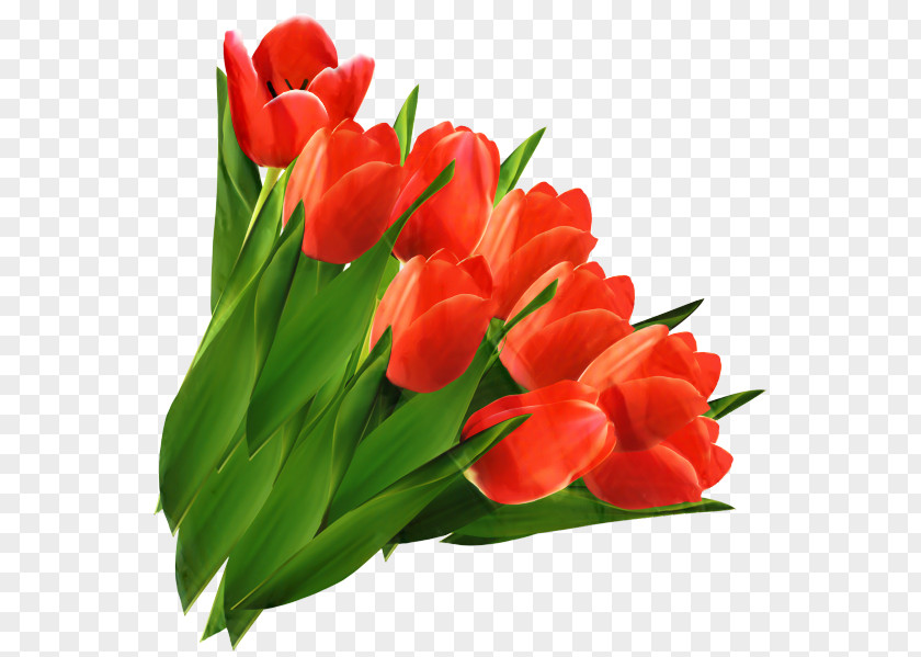Tulip Flower Bouquet Cut Flowers Clip Art PNG