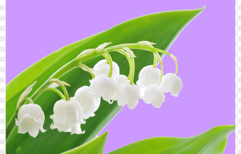 Lily Of The Valley Flower 1 May Labour Day PNG