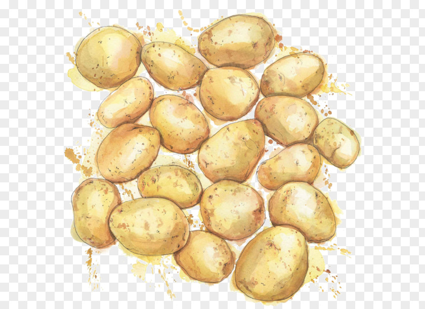 Vegetable Russet Burbank Potato Illustration Watercolor Painting Drawing PNG