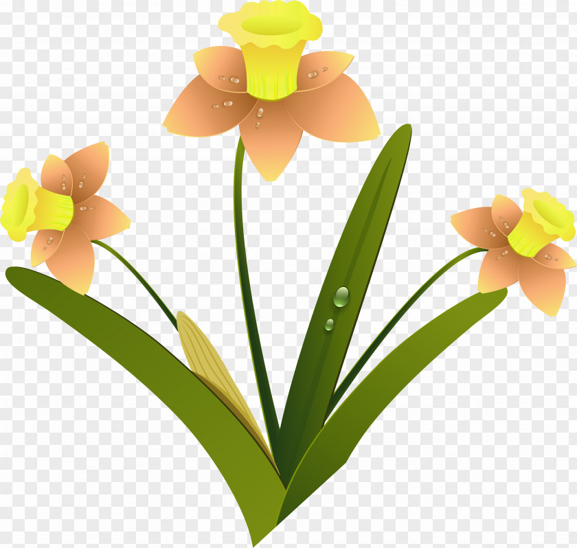 Daffodil Cut Flowers Clip Art PNG