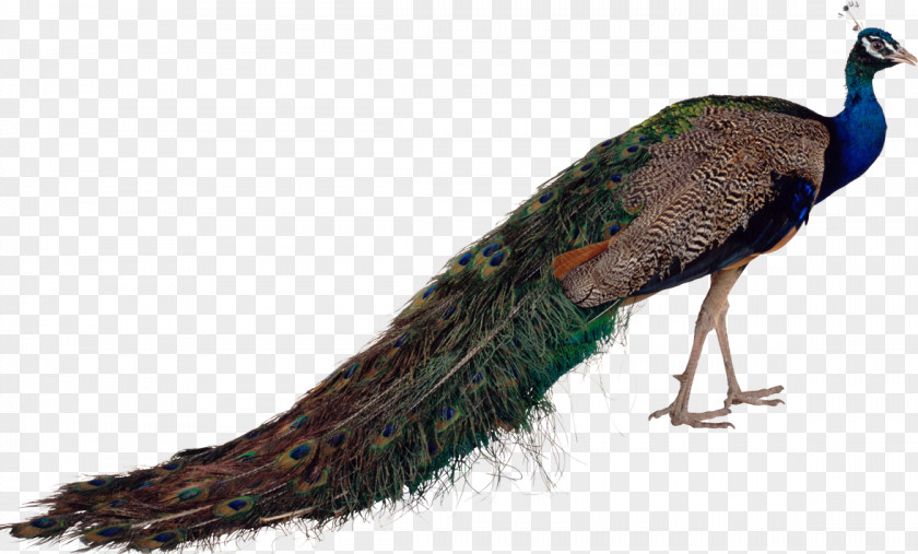 Ostrich Bird Asiatic Peafowl Green PNG