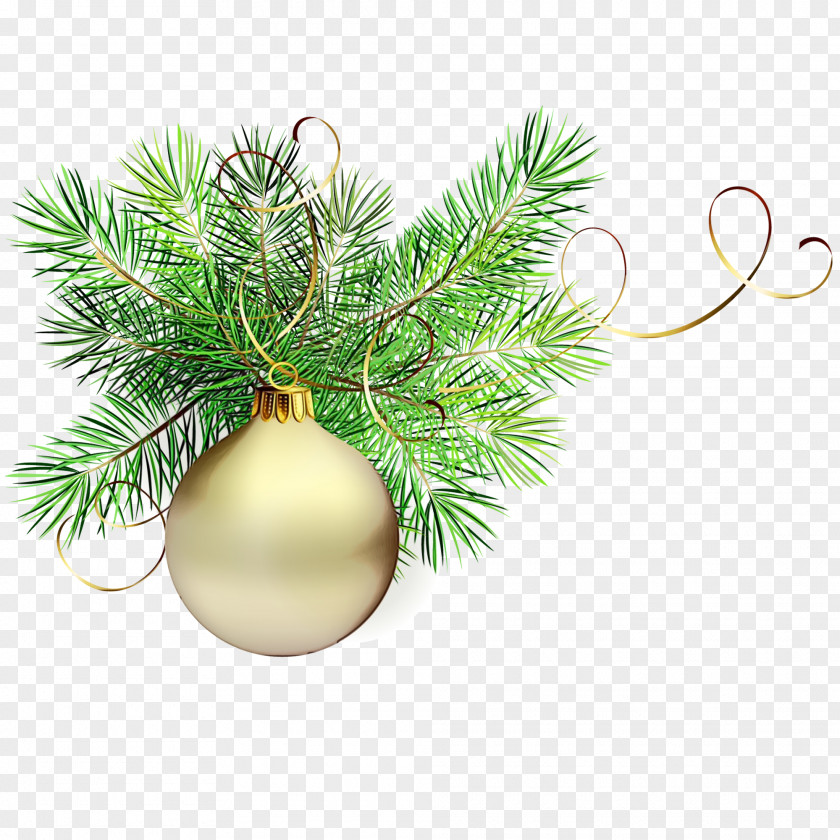 Spruce Lodgepole Pine Christmas And New Year Background PNG