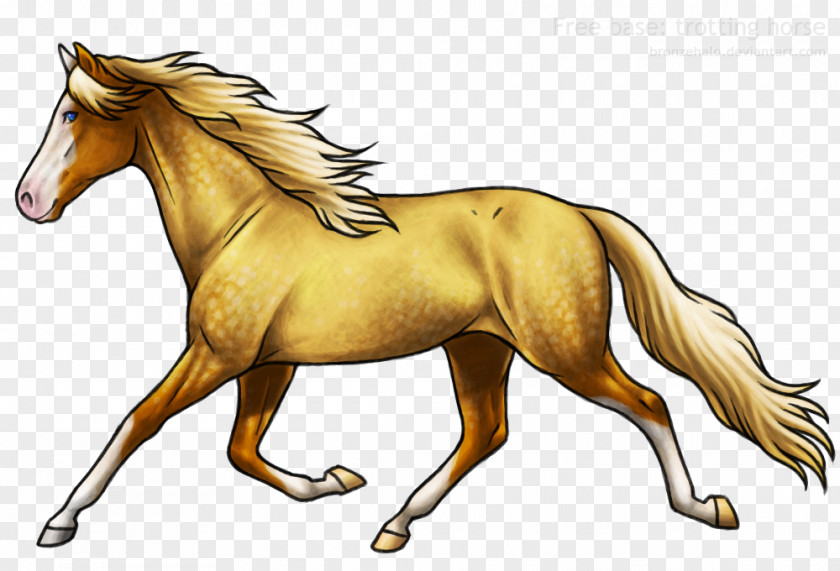 Arabian Horse Mane Mustang Foal Stallion Colt PNG