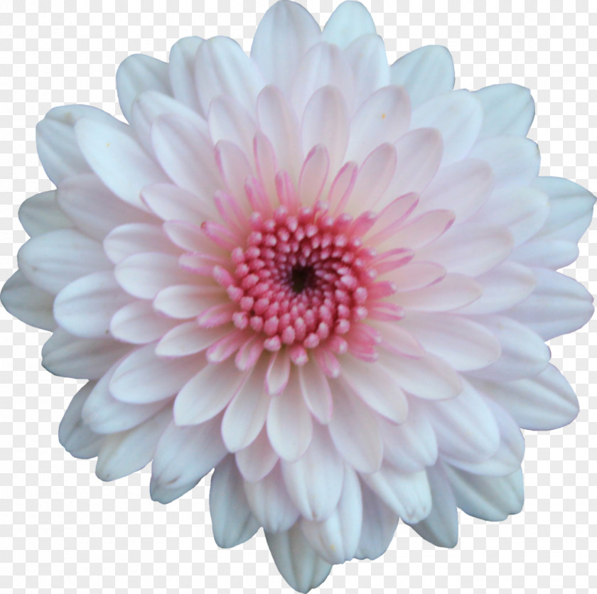 Chrysanthemum Flowers Flower Transvaal Daisy PNG