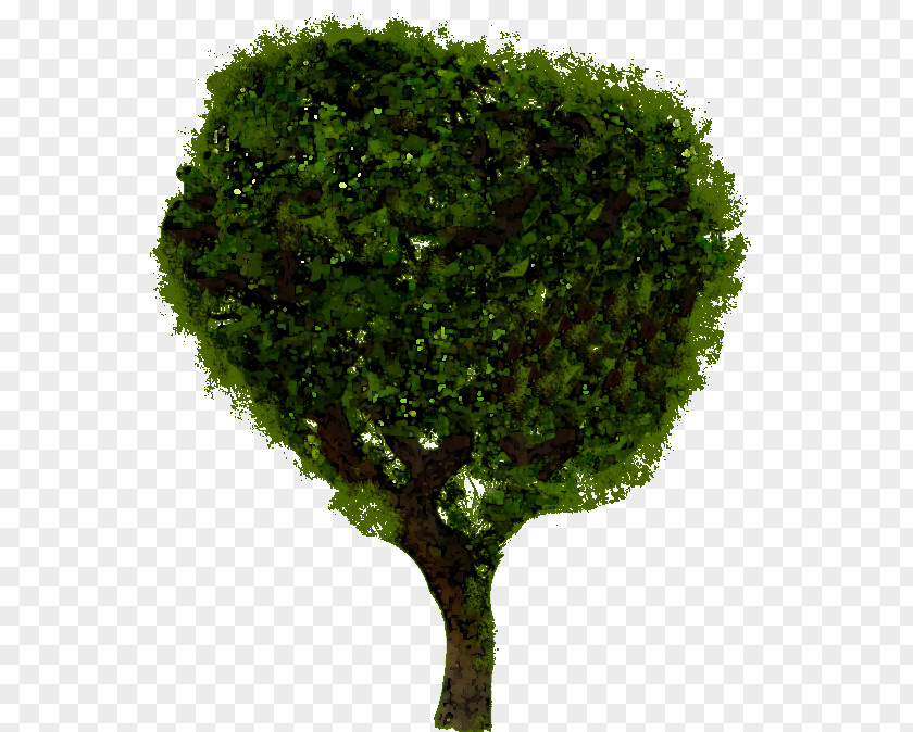 Tree 2D Shrub PNG